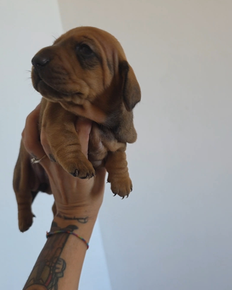 Bassotto fulvo con pedigree