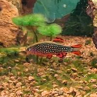 Danio Margaritatus