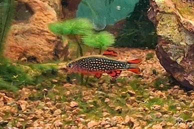 Danio Margaritatus