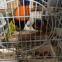 Pappagalli arcobaleno