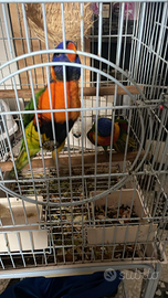 Pappagalli arcobaleno