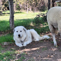 Cane pastore dei Pirenei