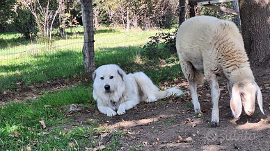 Cane pastore dei Pirenei