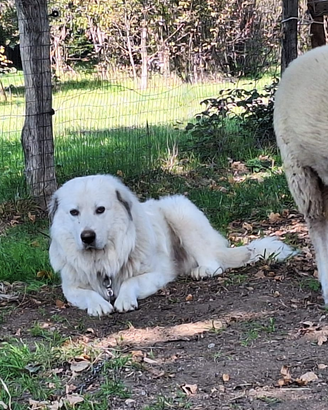 Cane pastore dei Pirenei