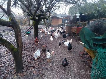 Disponibili polli, galline
