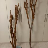 Tronchi di Lagerstroemia