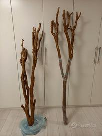 Tronchi di Lagerstroemia