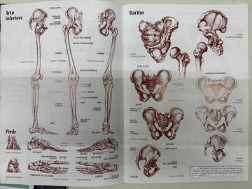 Anatomia per Artisti - collana Leonardo