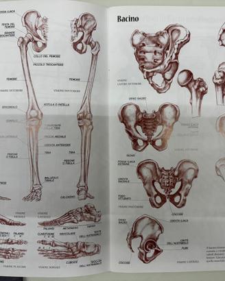 Anatomia per Artisti - collana Leonardo