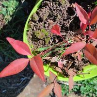 nandina domestica