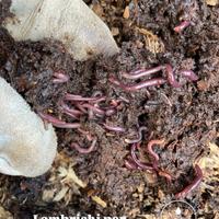 Lombrichi lombicompostaggio