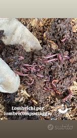Lombrichi lombicompostaggio