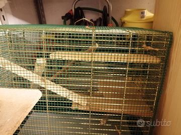 gabbia