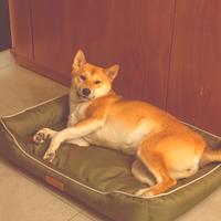Shiba Inu femmina 10 mesi ??
