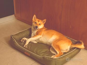 Shiba Inu femmina 10 mesi ??