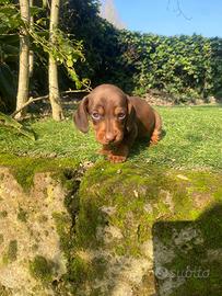 Femmina bassotto nano cioccolato