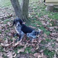Setter Inglese