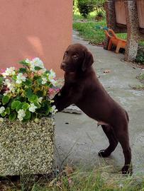 Cuccioli labrador chocolate