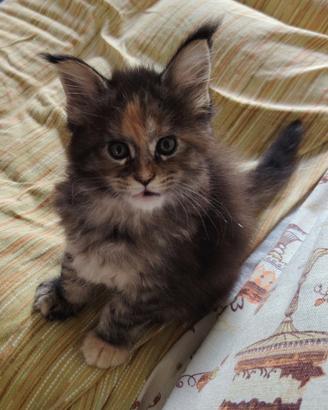 Cuccioli Maine Coon