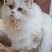 Scottish fold & Highland straight