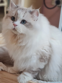 Scottish fold & Highland straight