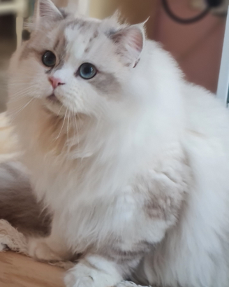 Scottish fold & Highland straight