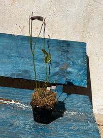 Piante mirtillo draper 1 anno