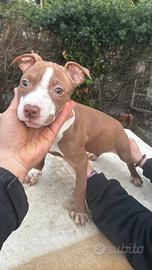 American pitbull terrier UKC