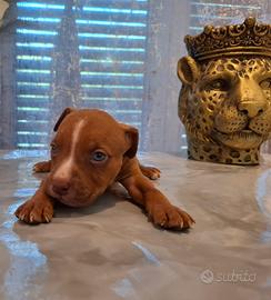 Cuccioli Pitbull