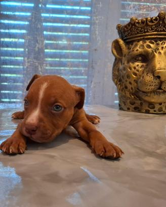 Cuccioli Pitbull