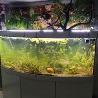 Acquario 500 l Juwel