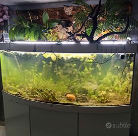 Acquario 500 l Juwel