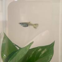 Guppy Endler e Poecilia Reticulata