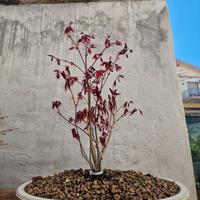 pre bonsai ceppaia acero rosso bloodgood