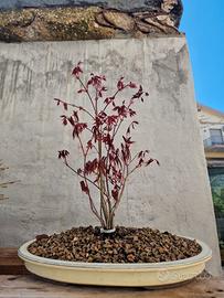 pre bonsai ceppaia acero rosso bloodgood