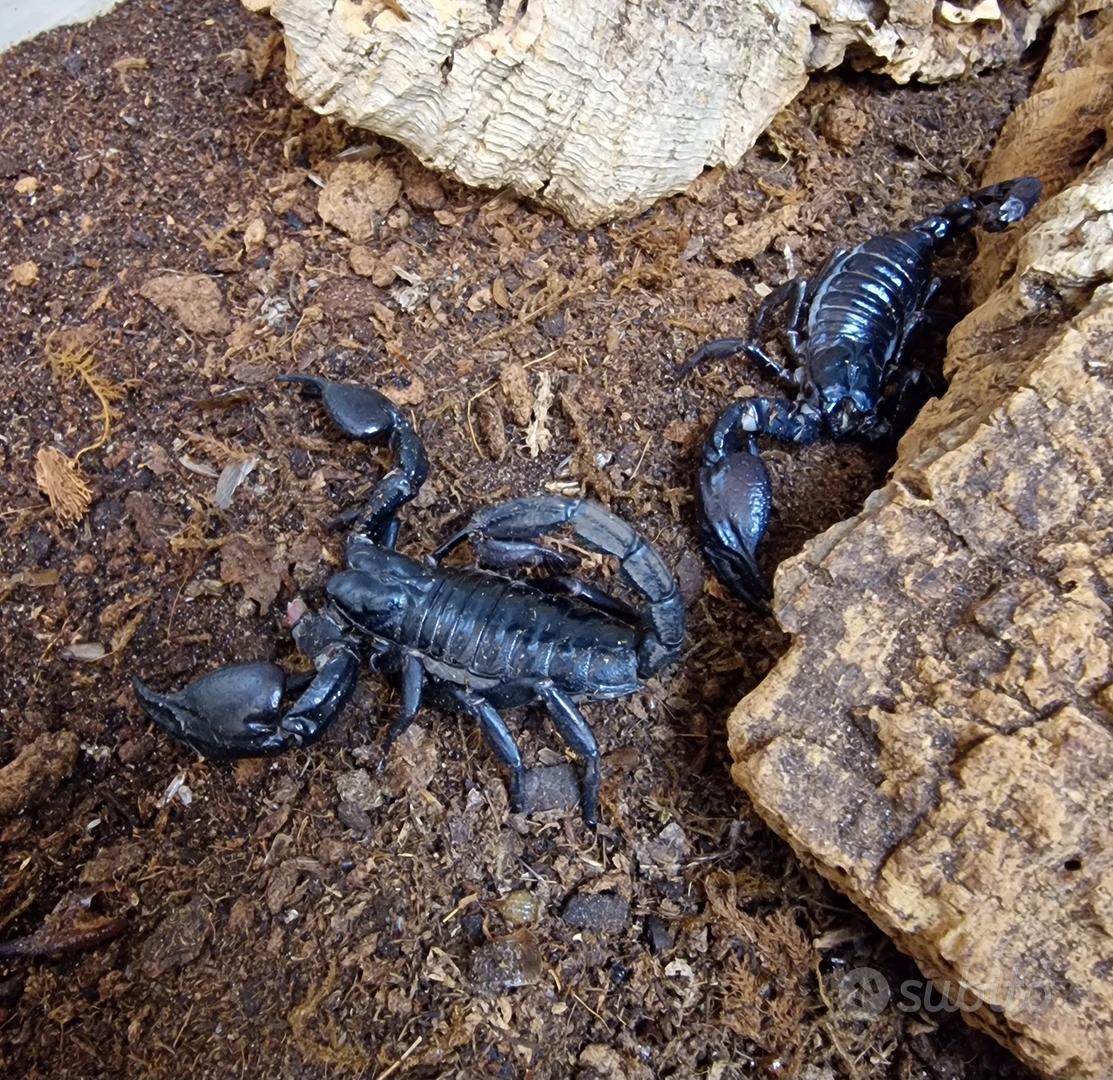Scorpione Heterometrus silenus - Animali In vendita a Bari
