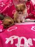 cuccioli-di-pomerania-toy-solo-maschietti-