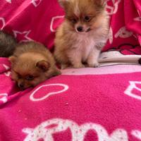 Cuccioli di Pomerania Toy (solo maschietti)