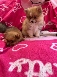 Cuccioli di Pomerania Toy (solo maschietti)