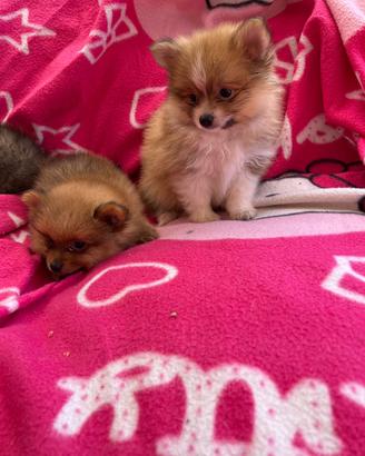 Cuccioli di Pomerania Toy (solo maschietti)