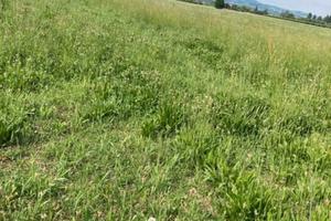 Vendita terreno seminativo