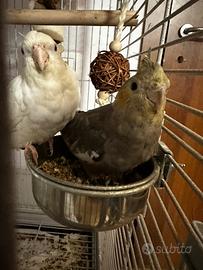 Coppia calopsti con voliera