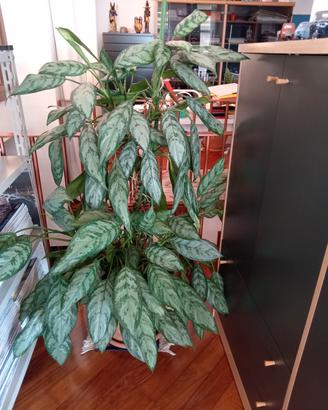 Piante Dieffenbachia Reeva