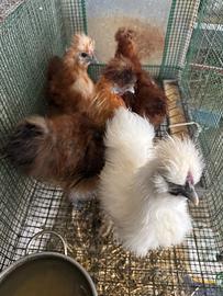 Galline e galli Moroseta