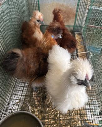 Galline e galli Moroseta