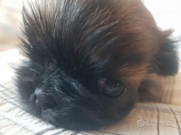 Cucciole cane Shih tzu taglia Piccolissima