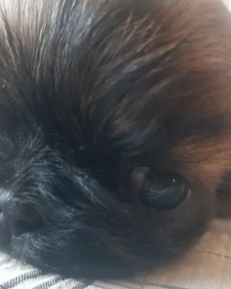 Cucciole cane Shih tzu taglia Piccolissima