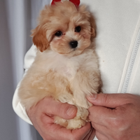 Maltipoo cucciola femminuccia