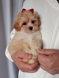 Maltipoo cucciola femminuccia