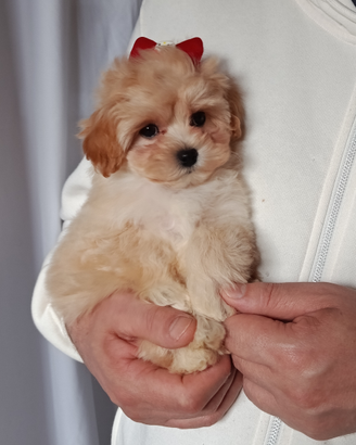 Maltipoo cucciola femminuccia
